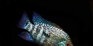 Herichthys carpintis (2)