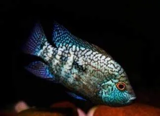 Herichthys carpintis (2)