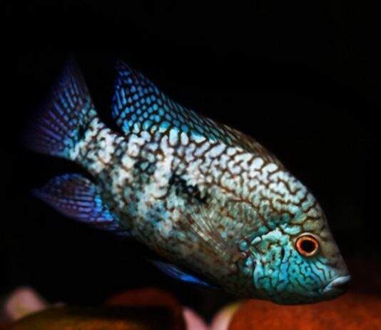 Herichthys carpintis (2)