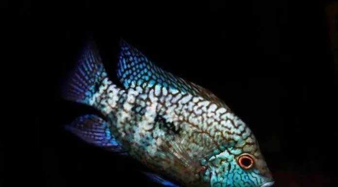 Fiche du poisson Herichthys carpintis Herichthys carpintis (2)