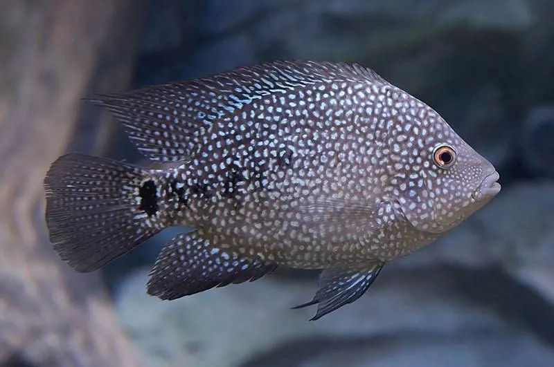 Herichthys cyanoguttatus (1)