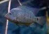 Fiche du poisson Herichthys cyanoguttatus Herichthys cyanoguttatus (2)
