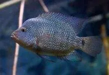 Herichthys cyanoguttatus (2)