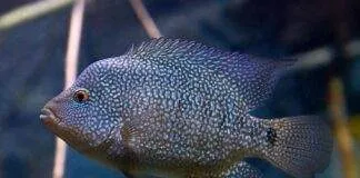 Herichthys cyanoguttatus (2)