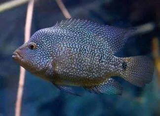 Herichthys cyanoguttatus (2)