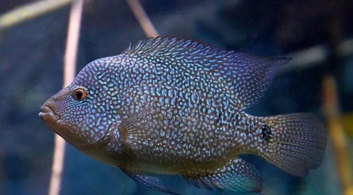 Fiche du poisson Herichthys cyanoguttatus Herichthys cyanoguttatus (2)