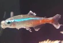 La Maladie des Néons (Sporozoasis Myolytica) La Maladie des Néons