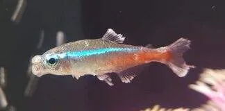 La Maladie des Néons