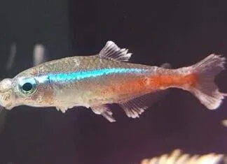 La Maladie des Néons