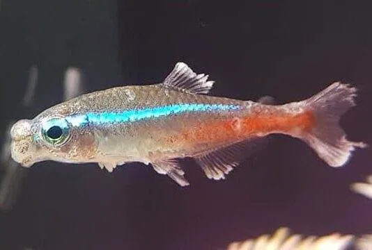 La Maladie des Néons