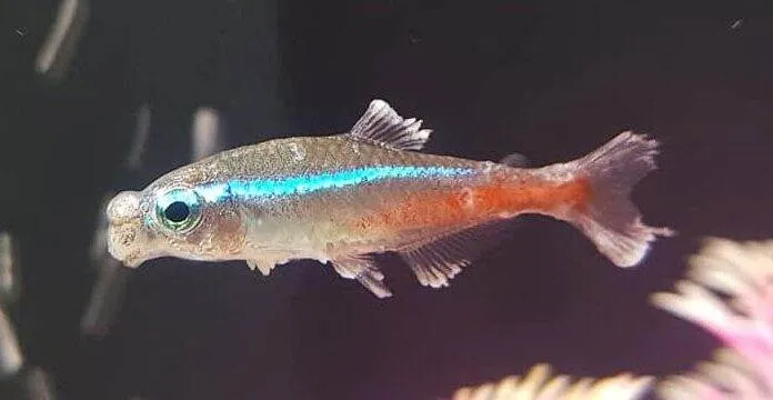 La Maladie des Néons (Sporozoasis Myolytica) La Maladie des Néons