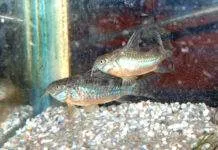La reproduction du Corydoras paleatus Le mâle court déjà après la femelle