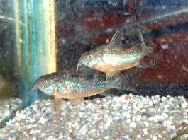 Le mâle court déjà après la femelle