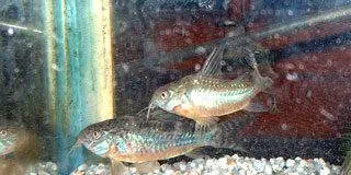 Le mâle court déjà après la femelle