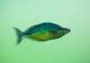 Fiche du poisson Melanotaenia affinis Melanotaenia affinis