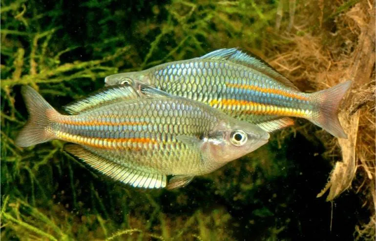 Melanotaenia affinis (2)