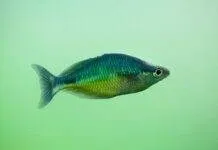 Fiche du poisson Melanotaenia affinis Melanotaenia affinis