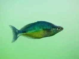 Melanotaenia affinis