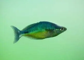 Melanotaenia affinis