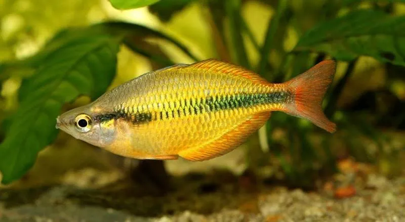 Melanotaenia herbertaxelrodi (1)