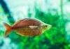 Fiche du poisson Melanotaenia herbertaxelrodi Melanotaenia herbertaxelrodi (2)