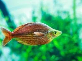 Melanotaenia herbertaxelrodi (2)