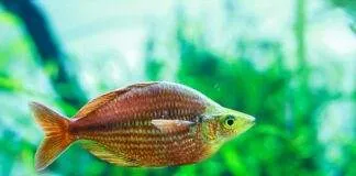 Melanotaenia herbertaxelrodi (2)