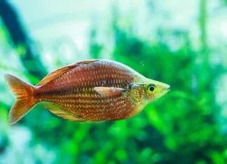 Melanotaenia herbertaxelrodi (2)