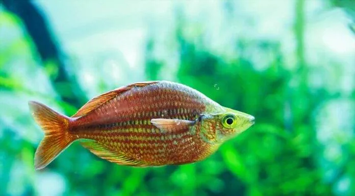 Melanotaenia herbertaxelrodi (2)