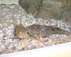 Provocation du frai (2)