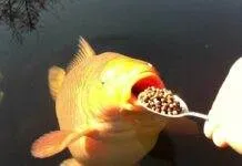 Savoir bien nourrir ses poissons Savoir bien nourrir ses poissons