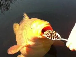 Savoir bien nourrir ses poissons