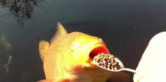 Savoir bien nourrir ses poissons