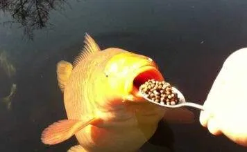 Savoir bien nourrir ses poissons