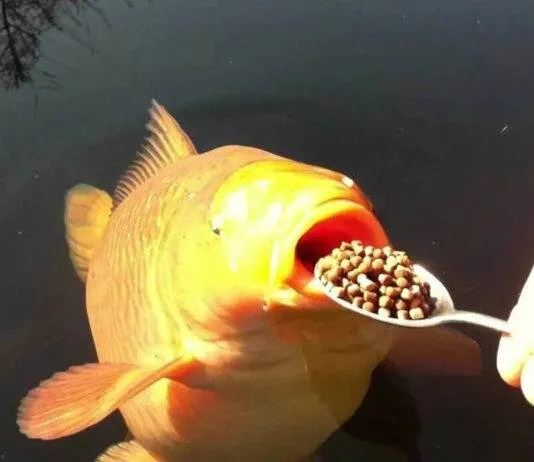 Savoir bien nourrir ses poissons