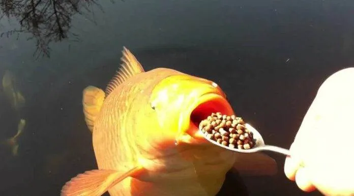 Savoir bien nourrir ses poissons