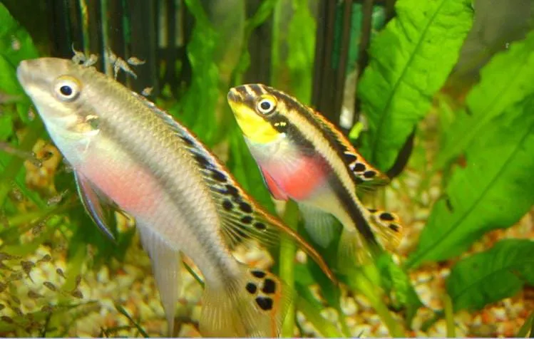 Un couple Pelvicachromis Pulcher avec leurs petits
