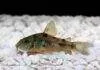 Fiche du poisson Corydoras paleatus poisson Corydoras paleatus (1)