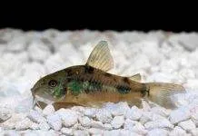 Fiche du poisson Corydoras paleatus poisson Corydoras paleatus (1)