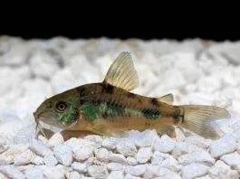 poisson Corydoras paleatus (1)