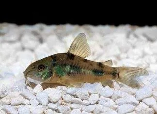 poisson Corydoras paleatus (1)