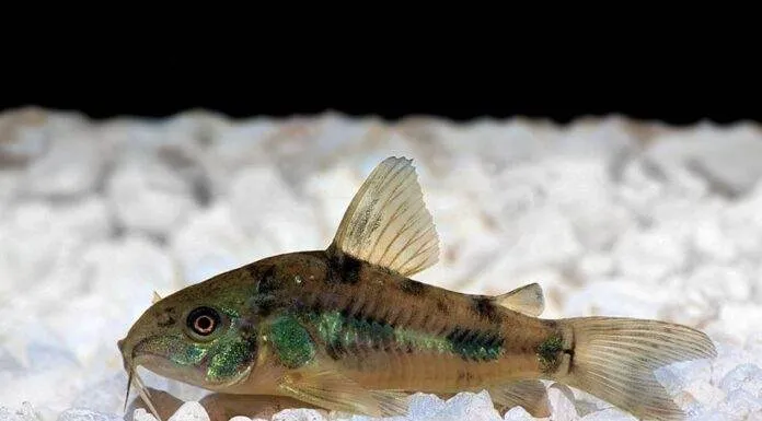 Fiche du poisson Corydoras paleatus poisson Corydoras paleatus (1)
