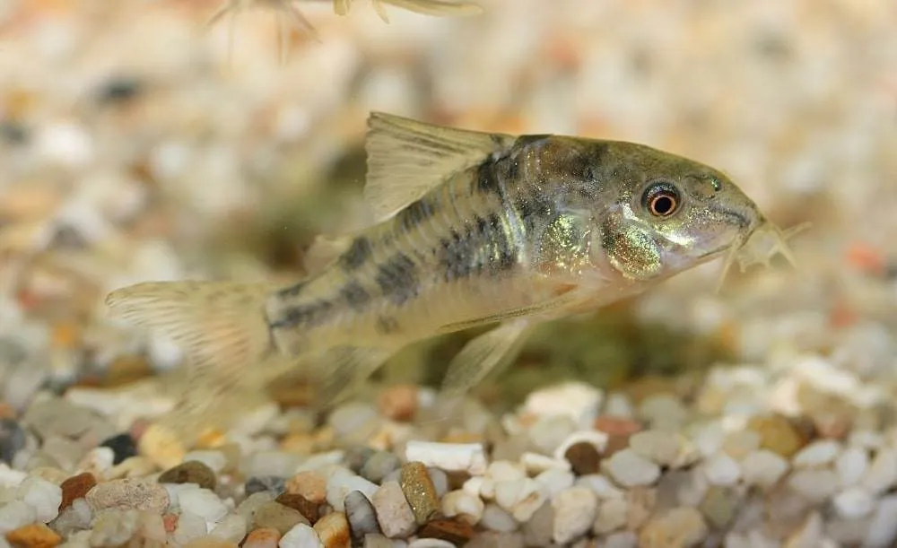 poisson Corydoras paleatus (3)