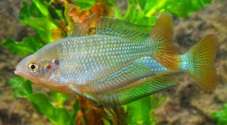 poisson Melanotaenia fluviatilis (1)