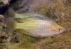 Fiche du poisson Melanotaenia fluviatilis poisson Melanotaenia fluviatilis (2)