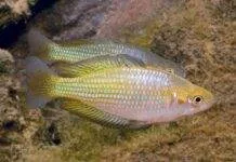 Fiche du poisson Melanotaenia fluviatilis poisson Melanotaenia fluviatilis (2)