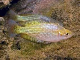poisson Melanotaenia fluviatilis (2)