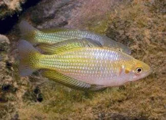 poisson Melanotaenia fluviatilis (2)