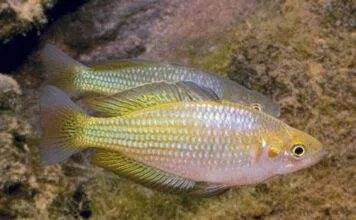 Fiche du poisson Melanotaenia fluviatilis poisson Melanotaenia fluviatilis (2)