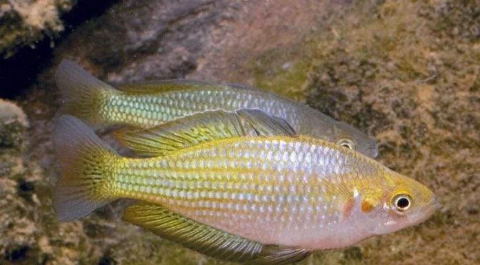 Fiche du poisson Melanotaenia fluviatilis poisson Melanotaenia fluviatilis (2)